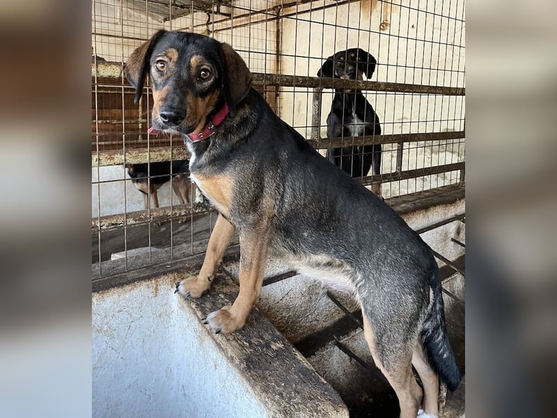 Zona, geb. ca. 11/2022, lebt in GRIECHENLAND, auf einer privaten Pflegestelle