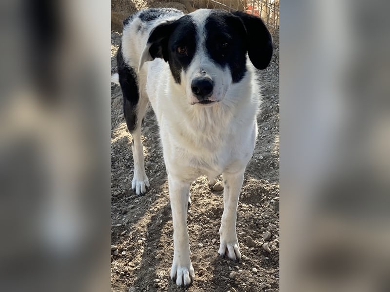 Neville, geb. ca. 03/2019, lebt in GRIECHENLAND, im städt. Tierheim Serres