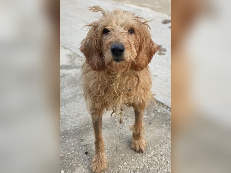 Carella, geb. ca. 10/2022, lebt in GRIECHENLAND, im städt. Tierheim Serres Carella, geb. ca. 10/2022, lebt in GRIECHENLAND, im städt. Tierheim Serres