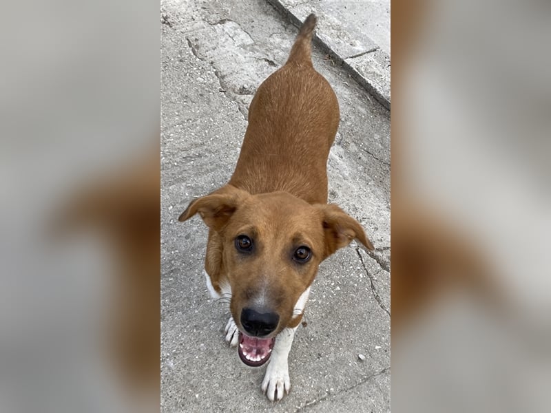 Rahel, geb. ca. 05/2021, lebt in GRIECHENLAND, auf einer privaten Pflegestelle