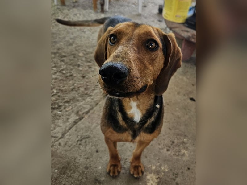 Chiara, geb. ca. 01/2023, lebt in GRIECHENLAND, auf einer privaten Pflegestelle