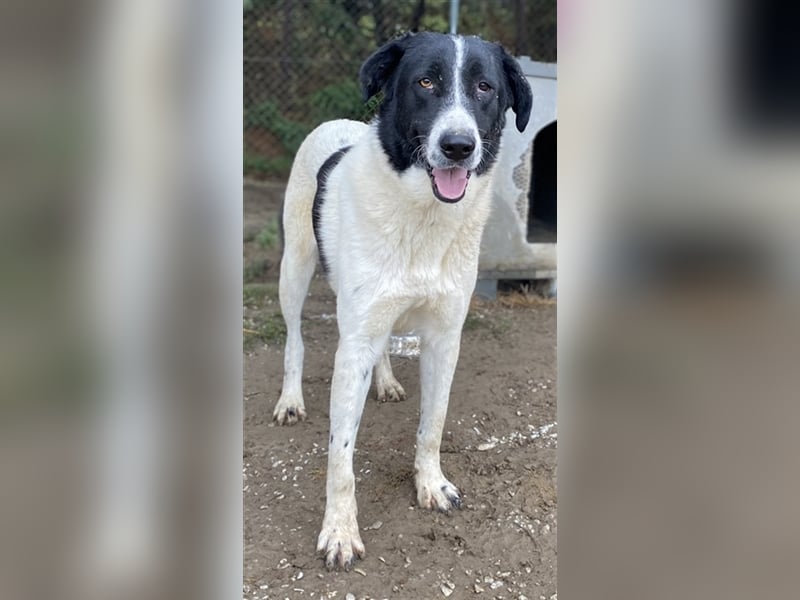 Kastor, geb. 01/2019, lebt in GRIECHENLAND, im städt. Tierheim Serres