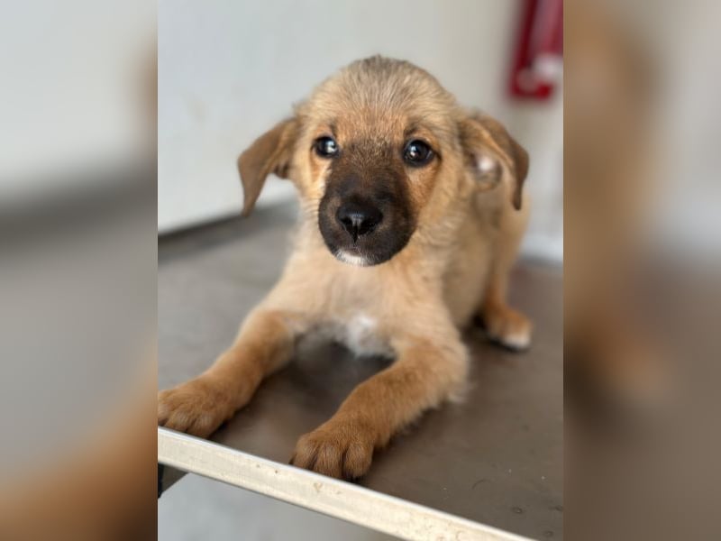 Ronja, geb. ca. 04/2026, lebt in GRIECHENLAND, auf einer privaten Pflegestelle