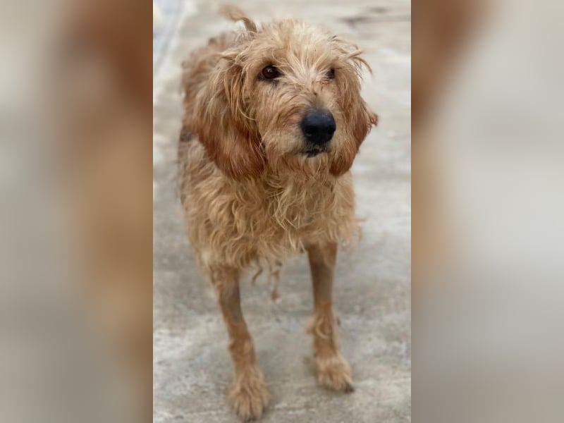 Carella, geb. ca. 10/2022, lebt in GRIECHENLAND, im städt. Tierheim Serres Carella, geb. ca. 10/2022, lebt in GRIECHENLAND, im städt. Tierheim Serres