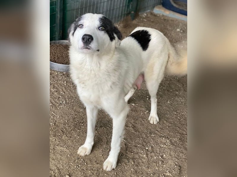 Joletta, geb. ca. 04/2025, lebt in GRIECHENLAND, auf einer privaten Pflegestelle