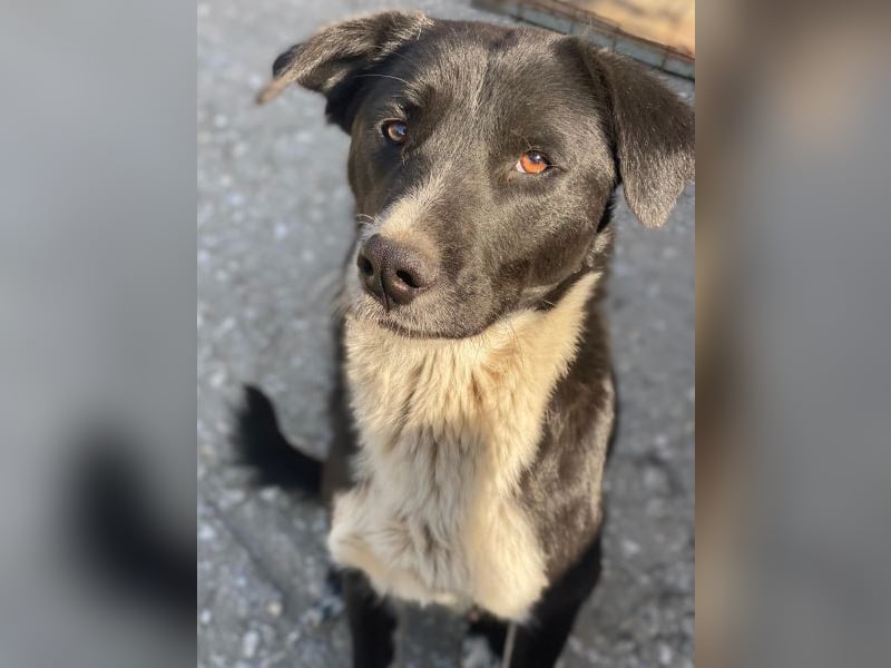 Sora, geb. ca 03/2025, lebt in GRIECHENLAND, auf einer privaten Pflegestelle