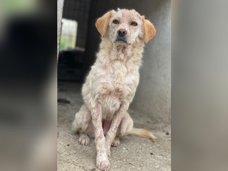 Lumina, geb. ca. 08/2025, lebt in GRIECHENLAND, im städt. Tierheim Serres