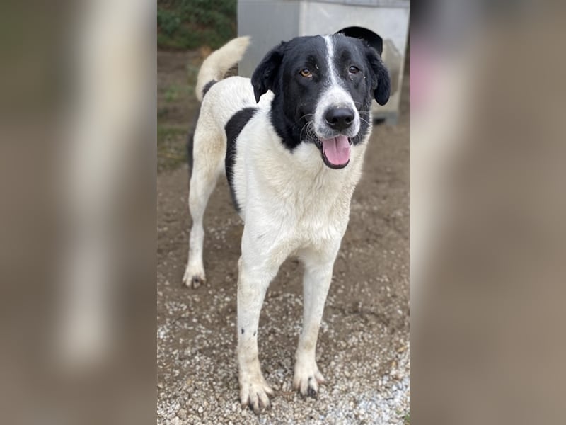 Kastor, geb. 01/2019, lebt in GRIECHENLAND, im städt. Tierheim Serres