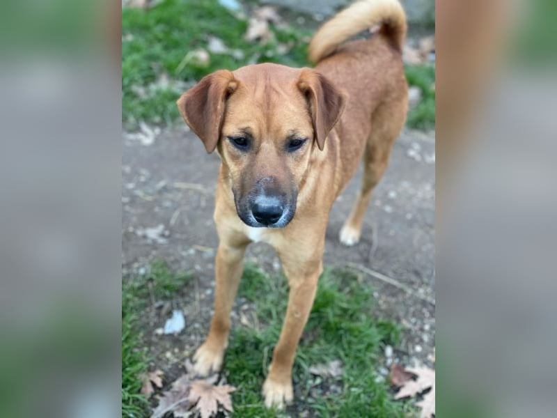 Hunter, geb. ca. 02/2025, lebt auf einer privaten Pflegestelle, 60528 Frankfurt