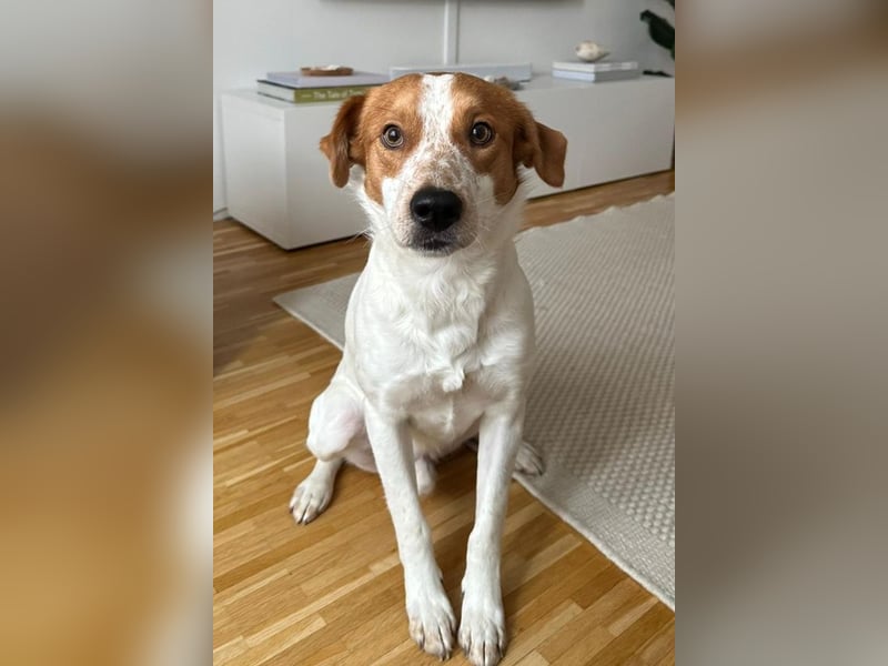 Benschi, geb. ca. 01/2025, lebt auf einer Pflegestelle in 60528 Frankfurt