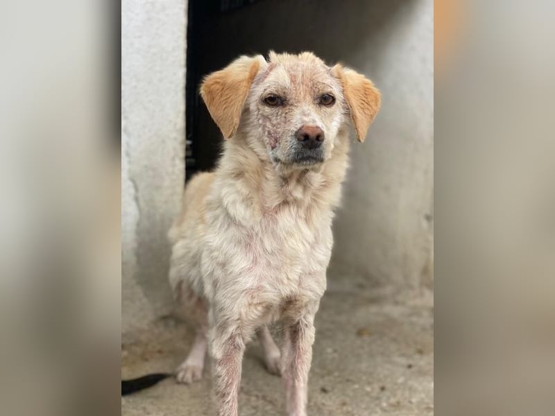 Lumina, geb. ca. 08/2025, lebt in GRIECHENLAND, im städt. Tierheim Serres