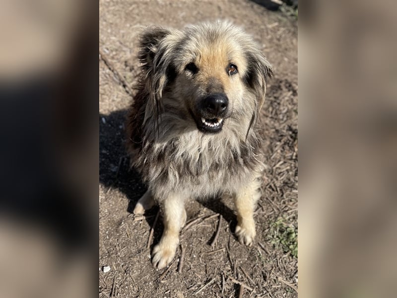 Mandy Lou geb. ca. 11/2020