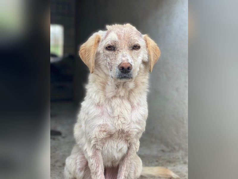 Lumina, geb. ca. 08/2025, lebt in GRIECHENLAND, im städt. Tierheim Serres