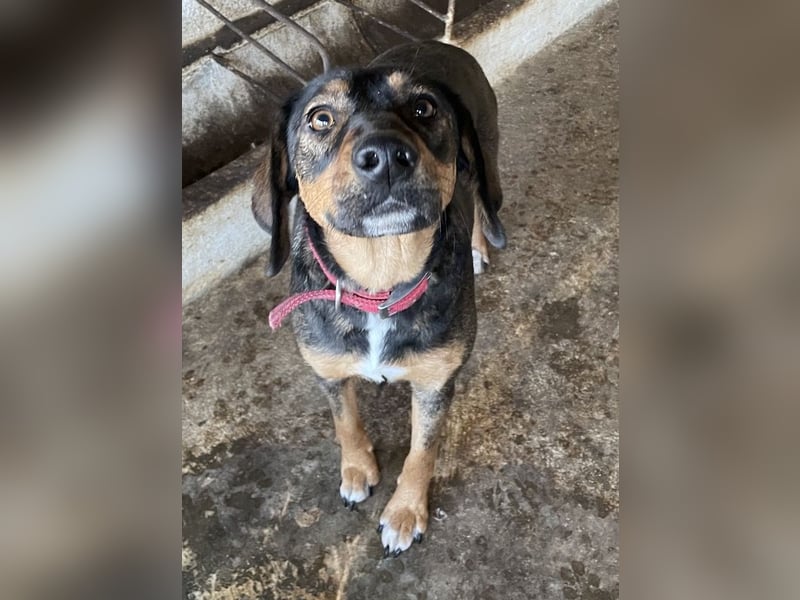 Zona, geb. ca. 11/2022, lebt in GRIECHENLAND, auf einer privaten Pflegestelle