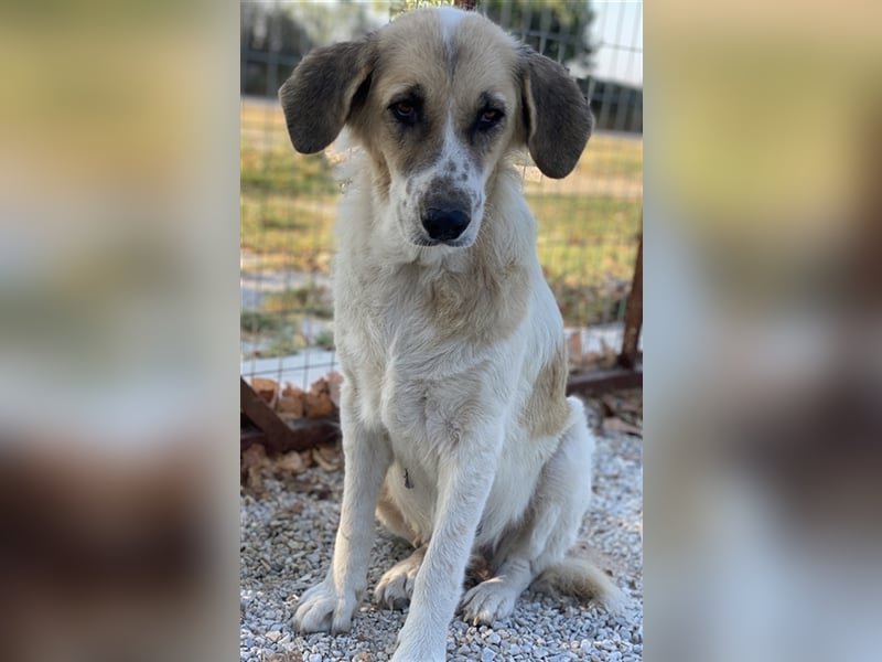 Meraki, geb. ca. 03/2019, lebt in GRIECHENLAND, im städt. Tierheim Serres