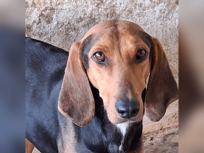 Camelia, geb. ca. 03/2021, lebt in GRIECHENLAND, auf einer privaten Pflegestelle