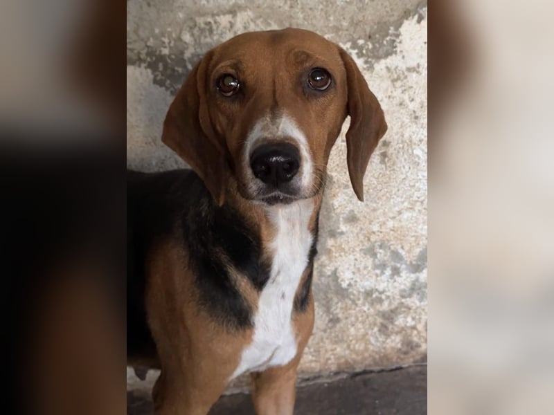 Imelda, geb. ca. 11/2021, lebt in GRIECHENLAND, auf einer privaten Pflegestelle