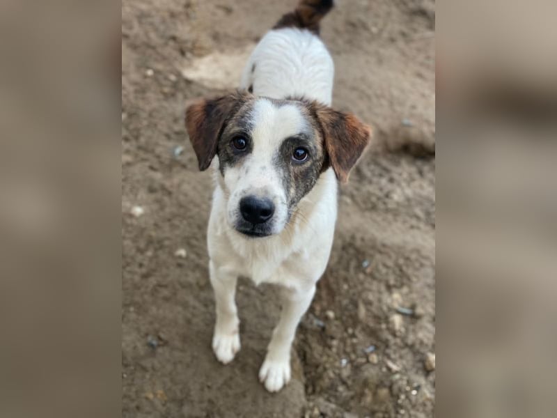 Blesso, geb. ca. 01/2025, lebt auf einer Pflegestelle in 48565 Steinfurt