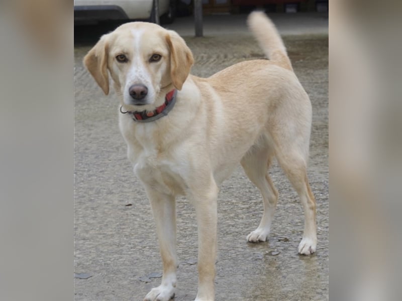 Liza, geb. ca. 05/2018, lebt in GRIECHENLAND, auf einer privaten Pflegestelle