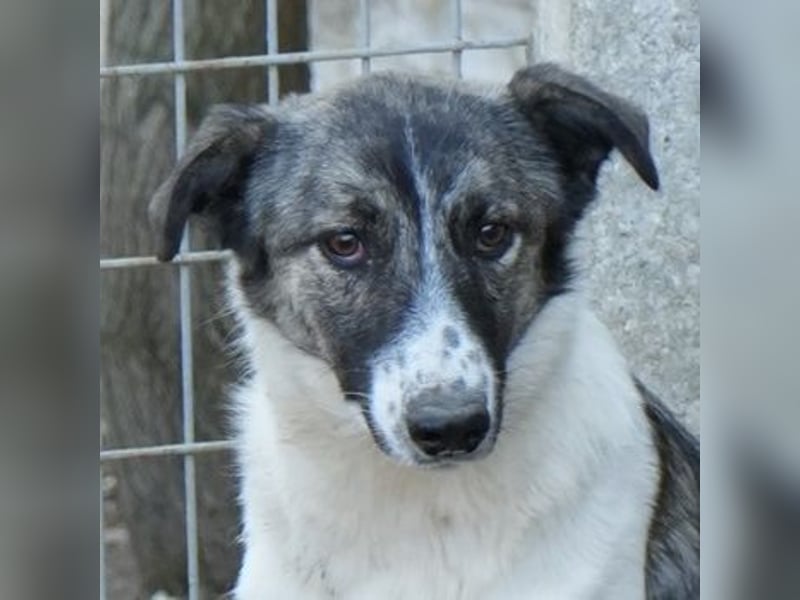 Ranja, geb. ca. 11/2023, lebt in GRIECHENLAND, auf einer privaten Pflegestelle