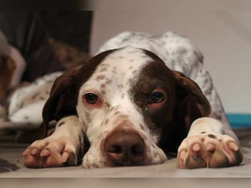 Acira, geb. ca. 04/2023, lebt auf einer Pflegestelle in 67735 Mehlbach