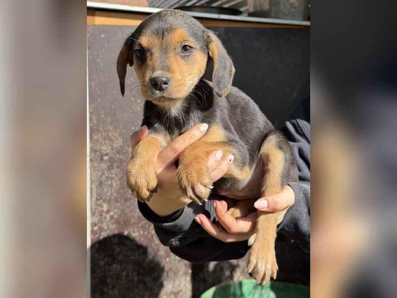 Loxana, geb. 12/2025, lebt in GRIECHENLAND, auf einer privaten Pflegestelle