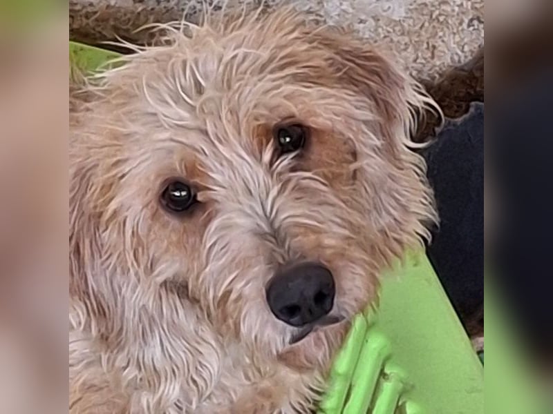 Wasabi, geb. ca. 05/2025, lebt in GRIECHENLAND, auf einer privaten Pflegestelle