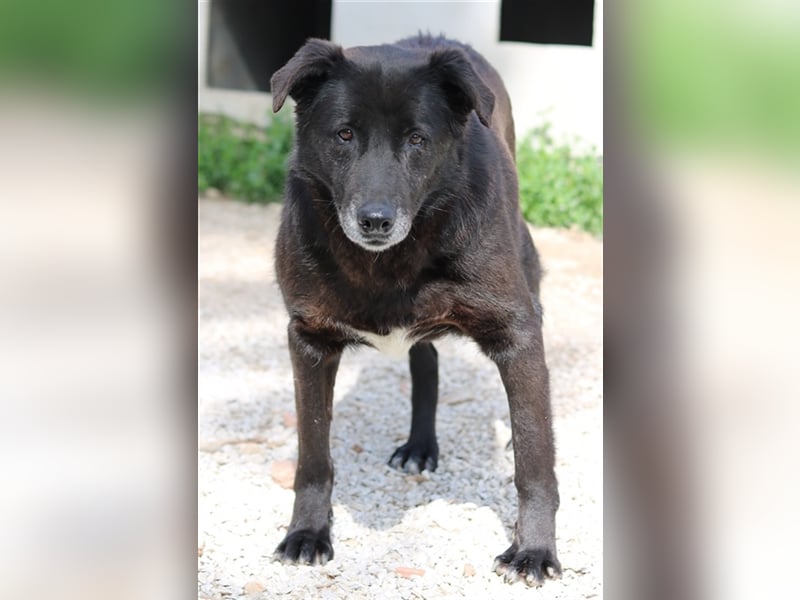 Kenzo, geb. 03/2014, lebt in GRIECHENLAND, im städt. Tierheim Serres