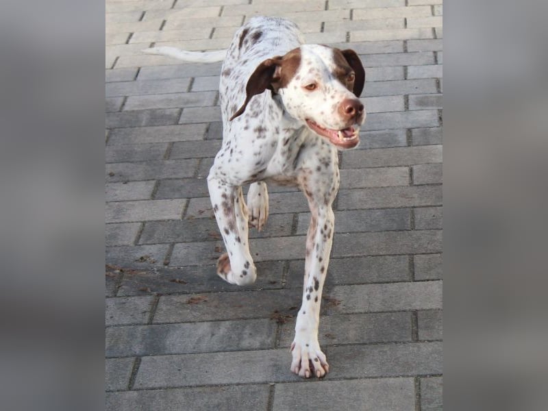 Acira, geb. ca. 04/2023, lebt auf einer Pflegestelle in 67735 Mehlbach