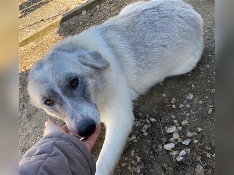 Charlina, geb. ca. 04/2021, lebt in GRIECHENLAND, im städt. Tierheim Serres