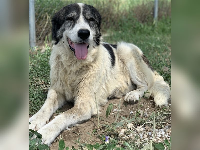 Askal, geb. ca. 07/2015, lebt in GRIECHENLAND, im städt. Tierheim Serres