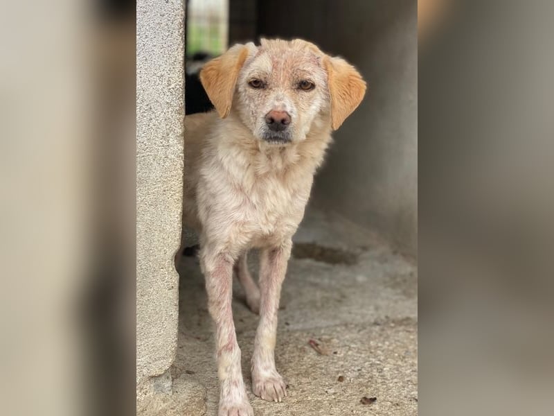 Lumina, geb. ca. 08/2025, lebt in GRIECHENLAND, im städt. Tierheim Serres
