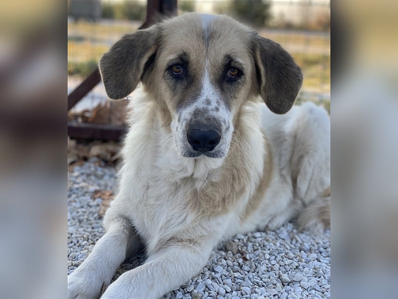 Meraki, geb. ca. 03/2019, lebt in GRIECHENLAND, im städt. Tierheim Serres