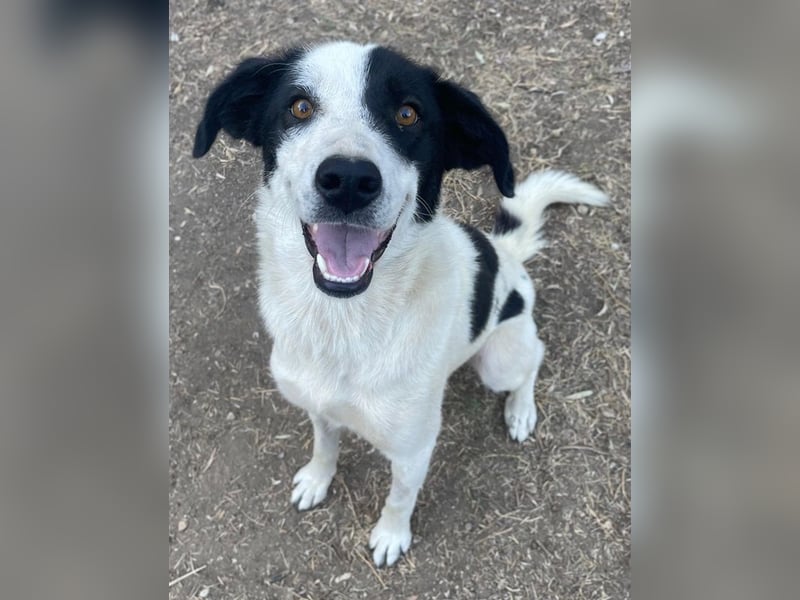 Alva, geb. ca. 05/2023, lebt in GRIECHENLAND, auf einer privaten Pflegestelle