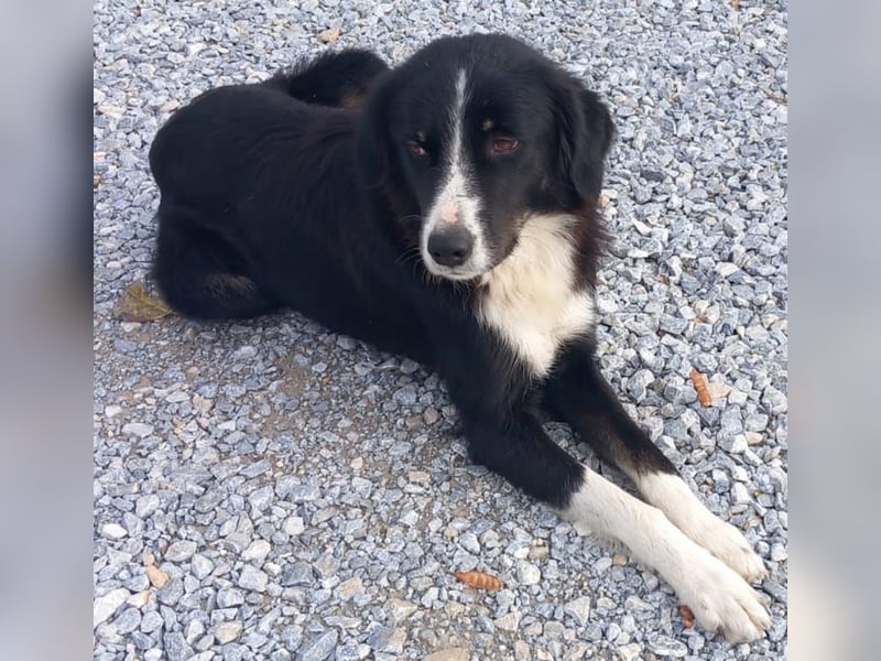 Lascaria, geb. ca. 12/2021, lebt in GRIECHENLAND, auf einer privaten Pflegestelle