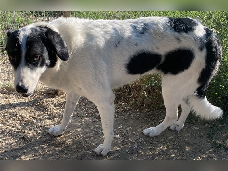 Neville, geb. ca. 03/2019, lebt in GRIECHENLAND, im städt. Tierheim Serres
