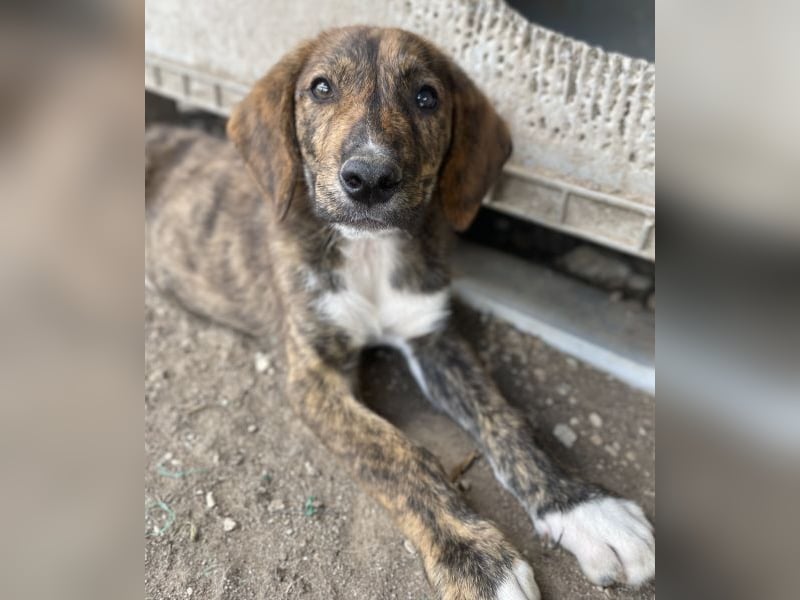 Shelby, geb. ca. 03/2026, lebt in GRIECHENLAND, im städt. Tierheim Serres