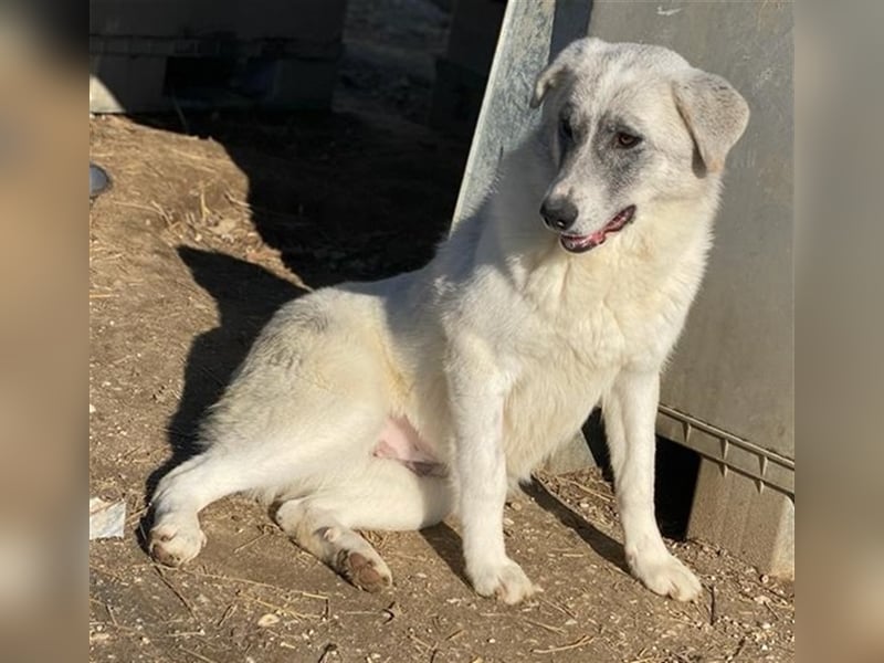 Charlina, geb. ca. 04/2021, lebt in GRIECHENLAND, im städt. Tierheim Serres