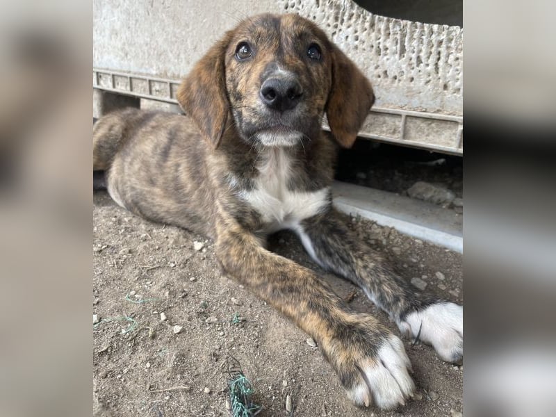 Shelby, geb. ca. 03/2026, lebt in GRIECHENLAND, im städt. Tierheim Serres