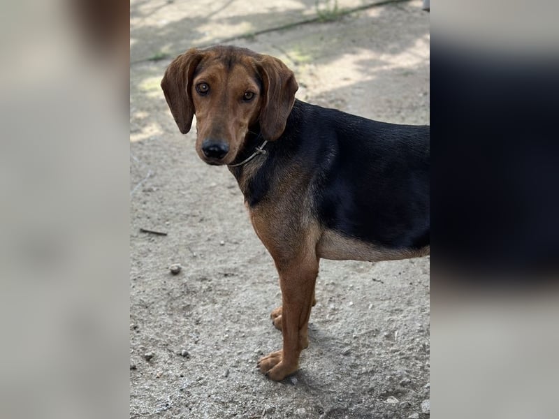 Chiara, geb. ca. 01/2023, lebt in GRIECHENLAND, auf einer privaten Pflegestelle