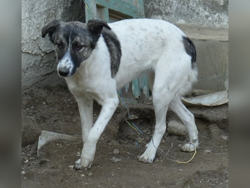 Ranja, geb. ca. 11/2023, lebt in GRIECHENLAND, auf einer privaten Pflegestelle