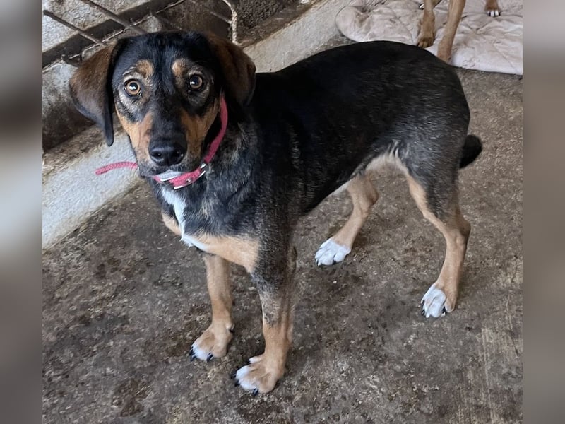 Zona, geb. ca. 11/2022, lebt in GRIECHENLAND, auf einer privaten Pflegestelle