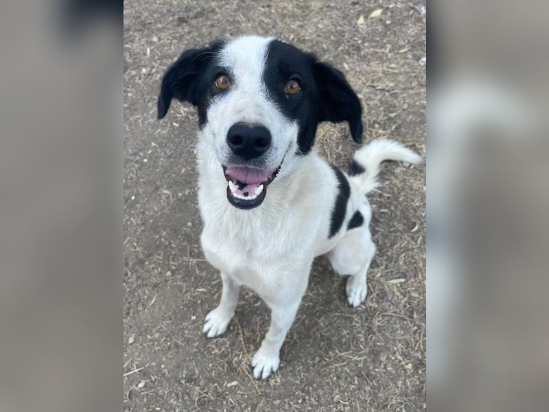 Alva, geb. ca. 05/2023, lebt in GRIECHENLAND, auf einer privaten Pflegestelle