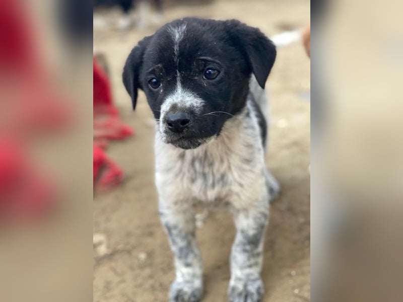 Pascuala, geb. ca. 10/2025, lebt in GRIECHENLAND, auf einer privaten Pflegestelle