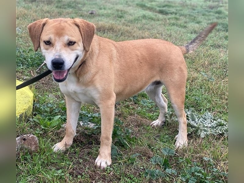 Cece, geb. ca. 12/2019, lebt in GRIECHENLAND, im städt. Tierheim Serres