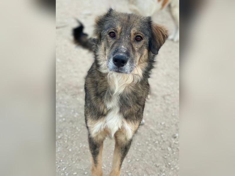 Shiou, geb. ca. 12/2023, lebt in GRIECHENLAND, im städt. Tierheim Serres