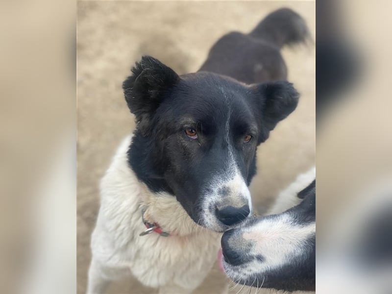 Pallene, geb. ca. 02/2021, lebt in GRIECHENLAND, im städt. Tierheim Serres