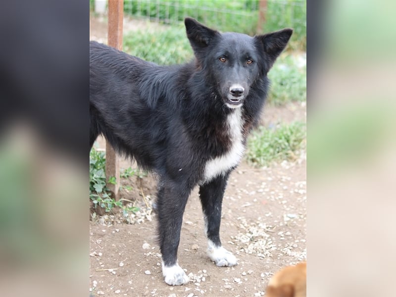 Brooklyn, geb. ca. 08/2020, lebt in GRIECHENLAND, im städt. Tierheim Serres