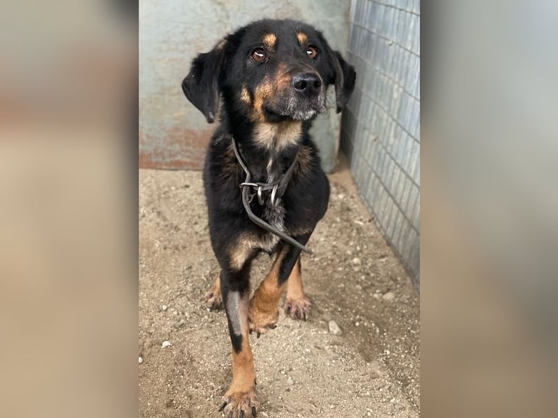 Seli, geb. ca. 02/2021, lebt in GRIECHENLAND, auf einer privaten Pflegestelle