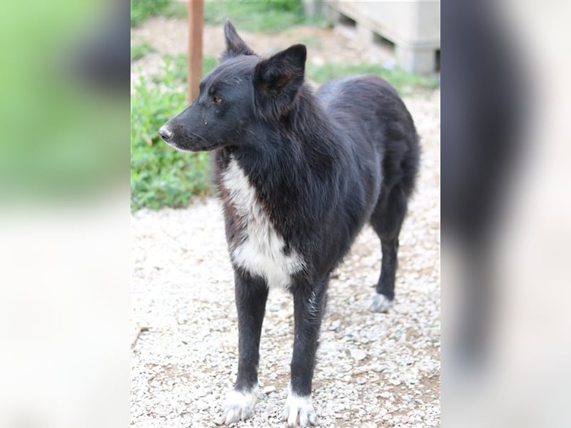 Brooklyn, geb. ca. 08/2020, lebt in GRIECHENLAND, im städt. Tierheim Serres